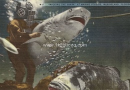 m 5 walking the shark marine studios marineland