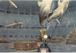 matineland diver dolphins