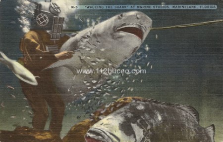 m_5_walking_the_shark_marine_studios_marineland.jpg
