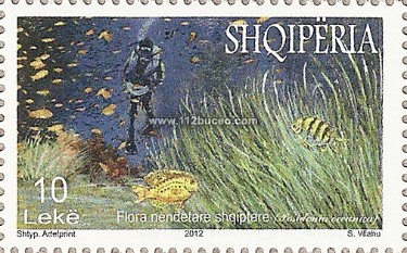 albania_flora_nendetare_shqiptere.jpg
