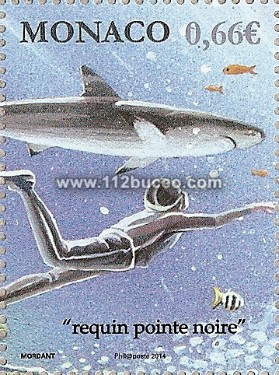 monaco_requins2_requin_pointe_noire.jpg
